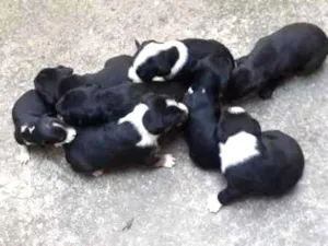 Cachorro raça Acho q vira lata idade Abaixo de 2 meses nome Sem nomes