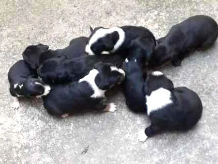 Cachorro ra a Acho q vira lata idade Abaixo de 2 meses nome Sem nomes