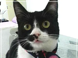Gato raça srd idade 1 ano nome Rebeca