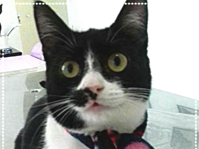 Gato ra a srd idade 1 ano nome Rebeca