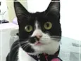 Rebeca