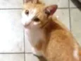 Mello