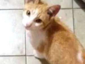 Gato raça Vira lata idade 7 a 11 meses nome Mello