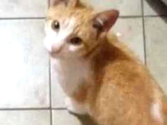 Gato ra a Vira lata idade 7 a 11 meses nome Mello