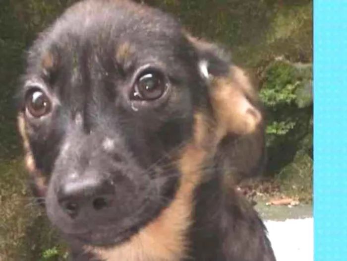 Cachorro ra a  idade 2 a 6 meses nome Diogo Bebezinho