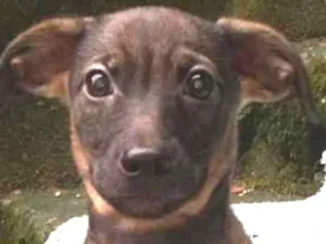 Cachorro raça  idade 2 a 6 meses nome Tabaco Bebezinho