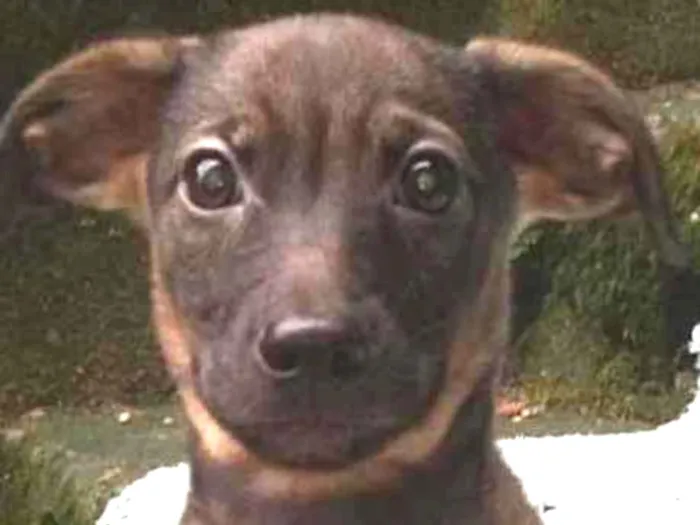 Cachorro ra a  idade 2 a 6 meses nome Tabaco Bebezinho