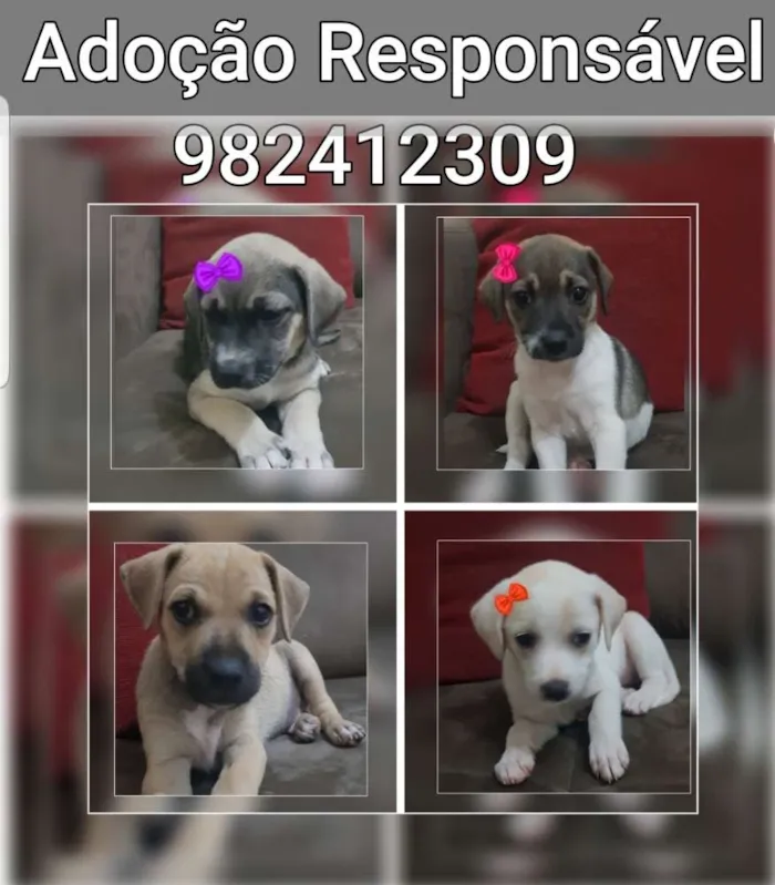 Cachorro ra a Sem raça  idade Abaixo de 2 meses nome Filhotes para adoção