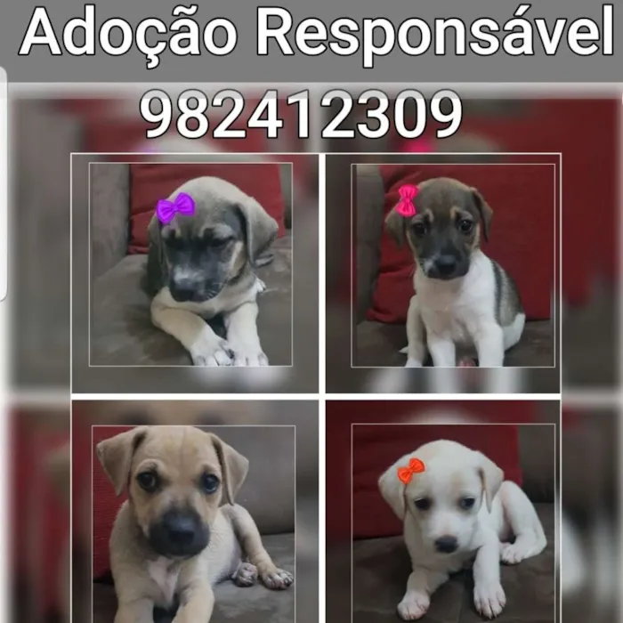 Cachorro ra a Sem raça  idade Abaixo de 2 meses nome Filhotes para adoção