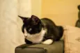 Nala