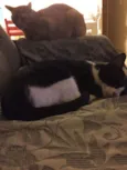 Nala