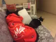 Nala