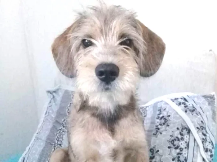 Cachorro ra a Vira lata com mistura idade 7 a 11 meses nome Thor
