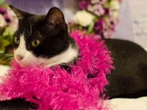 Gato raça sem raça definida SRD idade 2 a 6 meses nome Nala