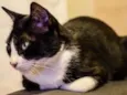 Nala