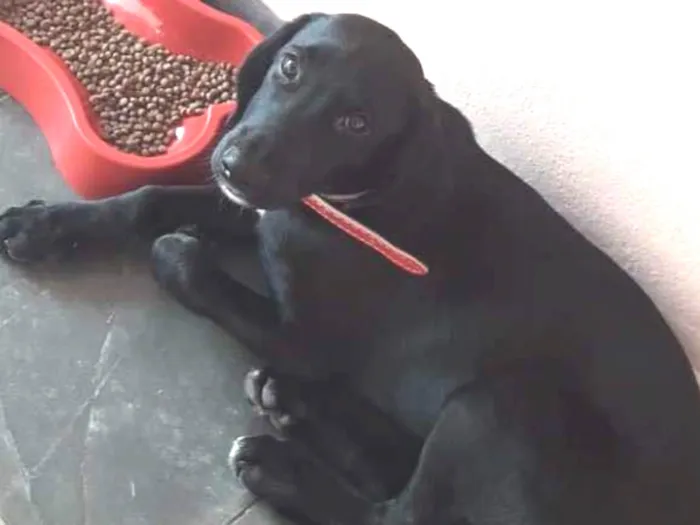 Cachorro ra a SRD idade 1 ano nome Doug