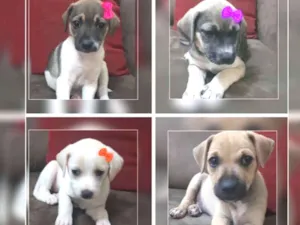 Cachorro raça Sem raça  idade Abaixo de 2 meses nome Filhotes para adoção