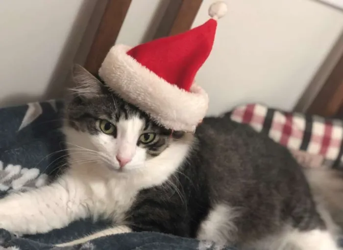 Gato ra a SRD idade 5 anos nome Ralf