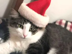 Gato raça SRD idade 5 anos nome Ralf