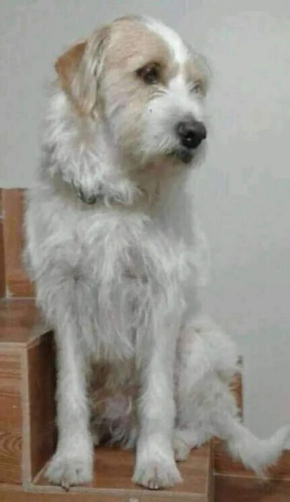 Cachorro ra a Indefinido idade 6 ou mais anos nome Fred