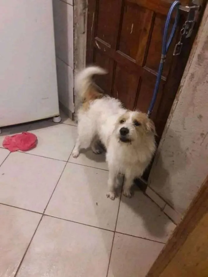 Cachorro ra a Indefinido idade 6 ou mais anos nome Fred