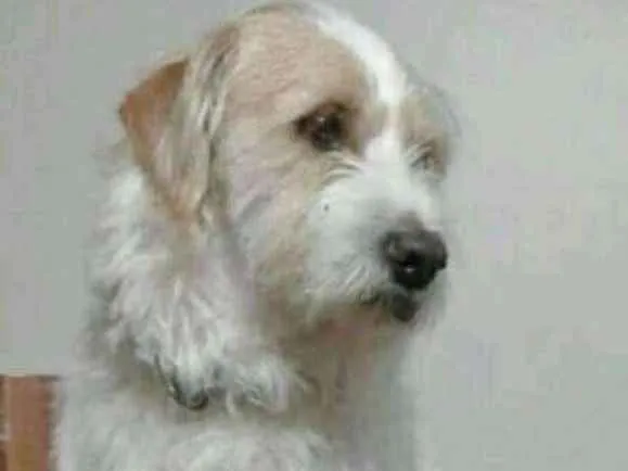 Cachorro ra a Indefinido idade 6 ou mais anos nome Fred