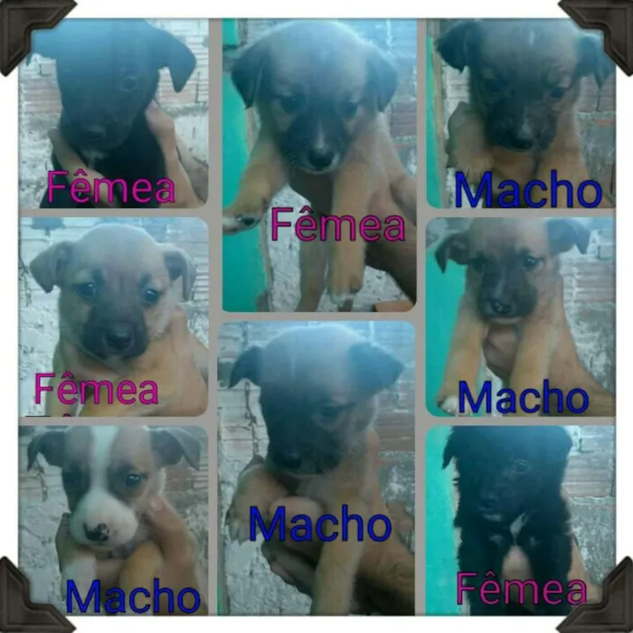 Cachorro ra a Indefinida idade Abaixo de 2 meses nome Filhotes