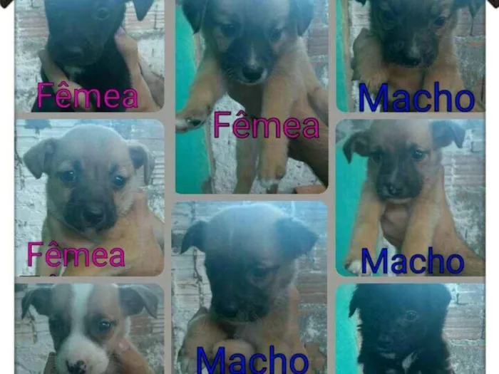 Cachorro ra a Indefinida idade Abaixo de 2 meses nome Filhotes