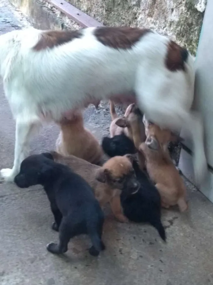 Cachorro ra a Indefinida idade Abaixo de 2 meses nome Filhotes