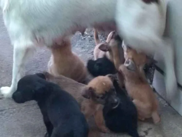 Cachorro ra a Indefinida idade Abaixo de 2 meses nome Filhotes