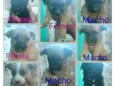 Filhotes