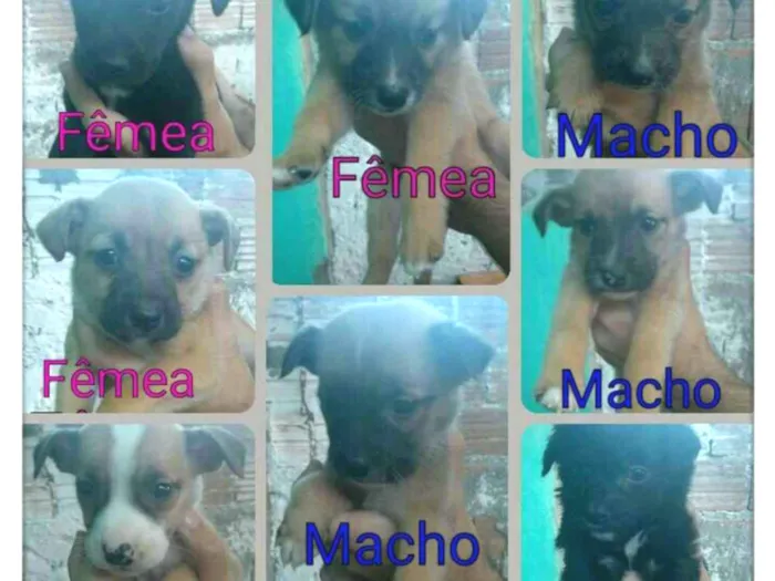 Cachorro ra a Indefinida idade Abaixo de 2 meses nome Filhotes