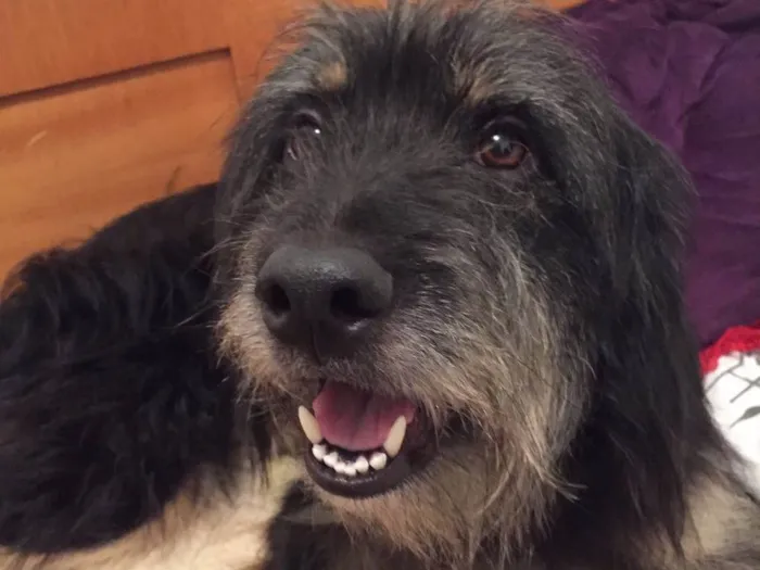 Cachorro ra a Vira-Lata  idade 3 anos nome Smoking 