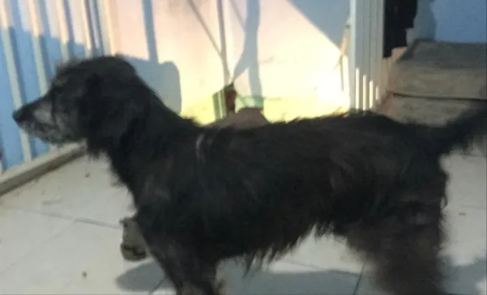 Cachorro ra a Vira-Lata  idade 3 anos nome Smoking 