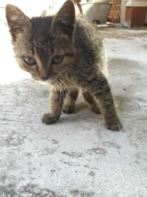 Gato raça Indefinida idade Abaixo de 2 meses nome Ñ tem ainda 