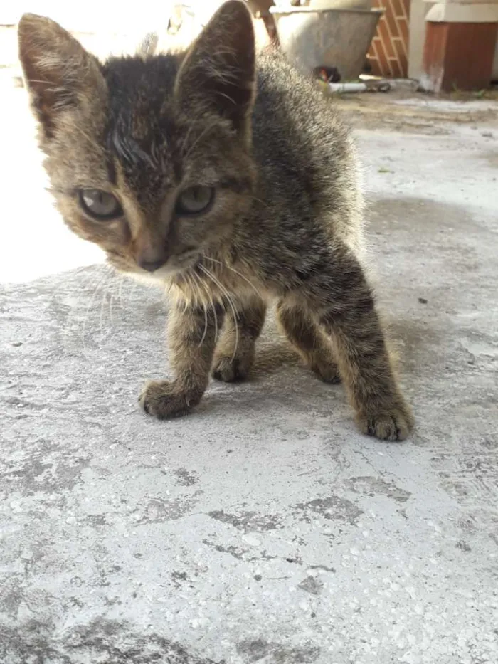 Gato ra a Indefinida idade Abaixo de 2 meses nome Ñ tem ainda 