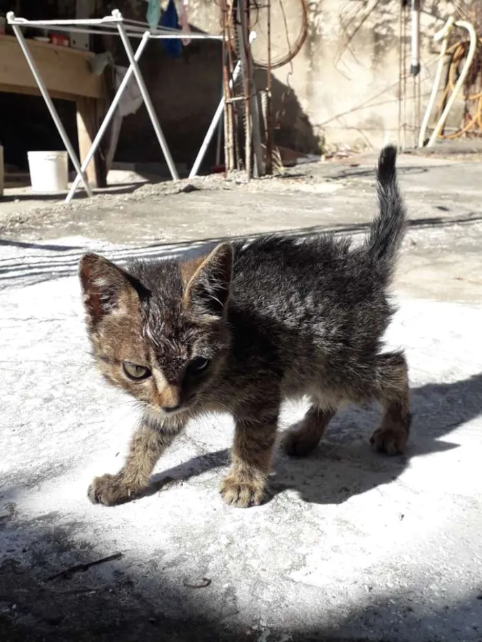 Gato ra a Indefinida idade Abaixo de 2 meses nome Ñ tem ainda 