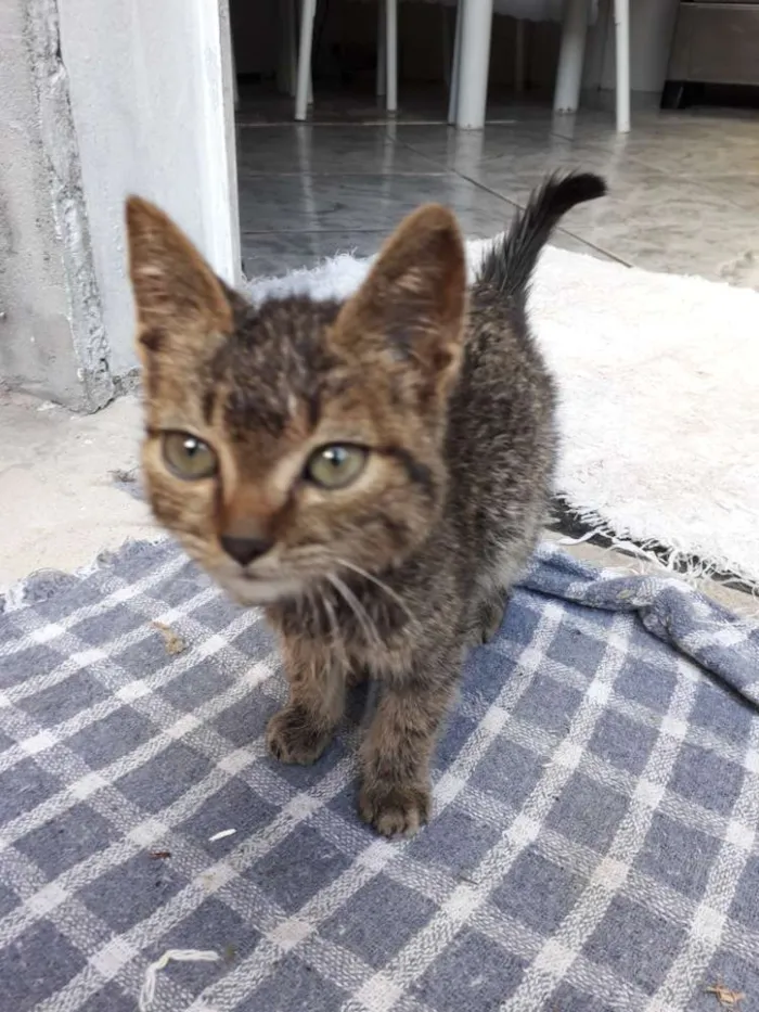 Gato ra a Indefinida idade Abaixo de 2 meses nome Ñ tem ainda 