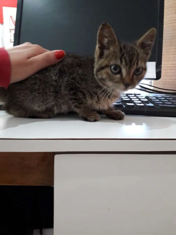 Gato ra a Indefinida idade Abaixo de 2 meses nome Ñ tem ainda 