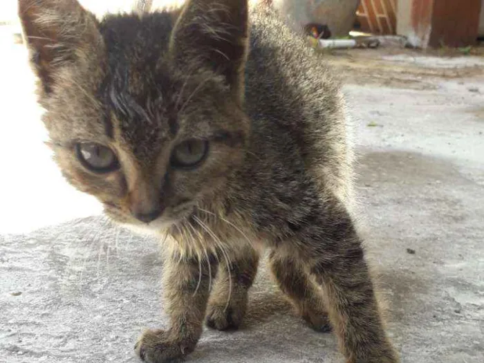 Gato ra a Indefinida idade Abaixo de 2 meses nome Ñ tem ainda 
