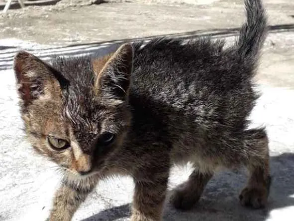 Gato ra a Indefinida idade Abaixo de 2 meses nome Ñ tem ainda 