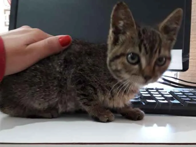 Gato ra a Indefinida idade Abaixo de 2 meses nome Ñ tem ainda 