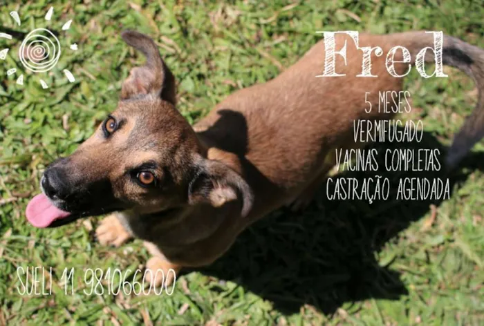 Cachorro ra a Srd idade 2 a 6 meses nome Fred