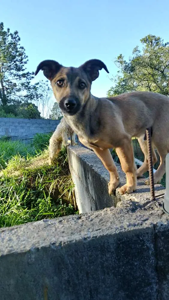 Cachorro ra a Srd idade 2 a 6 meses nome Fred