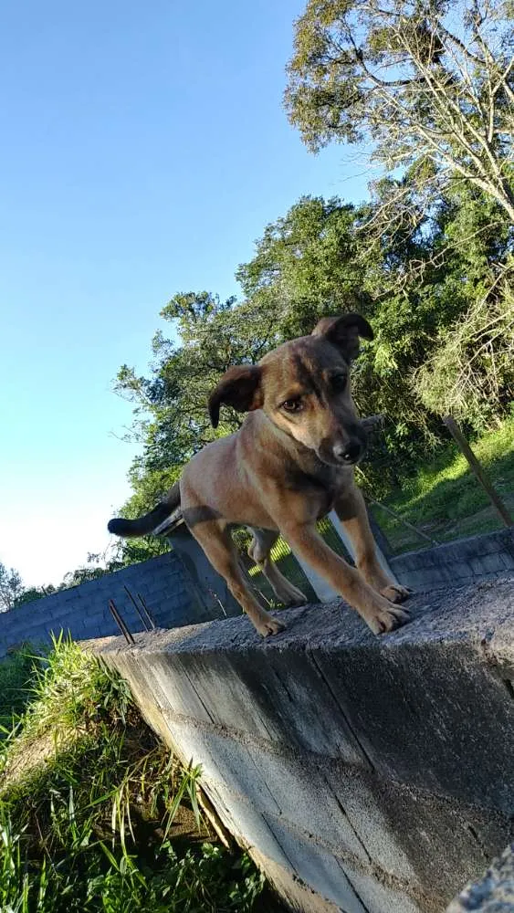 Cachorro ra a Srd idade 2 a 6 meses nome Fred
