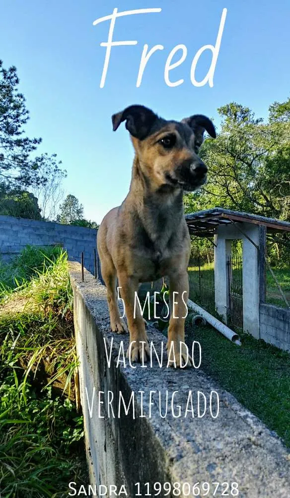 Cachorro ra a Srd idade 2 a 6 meses nome Fred