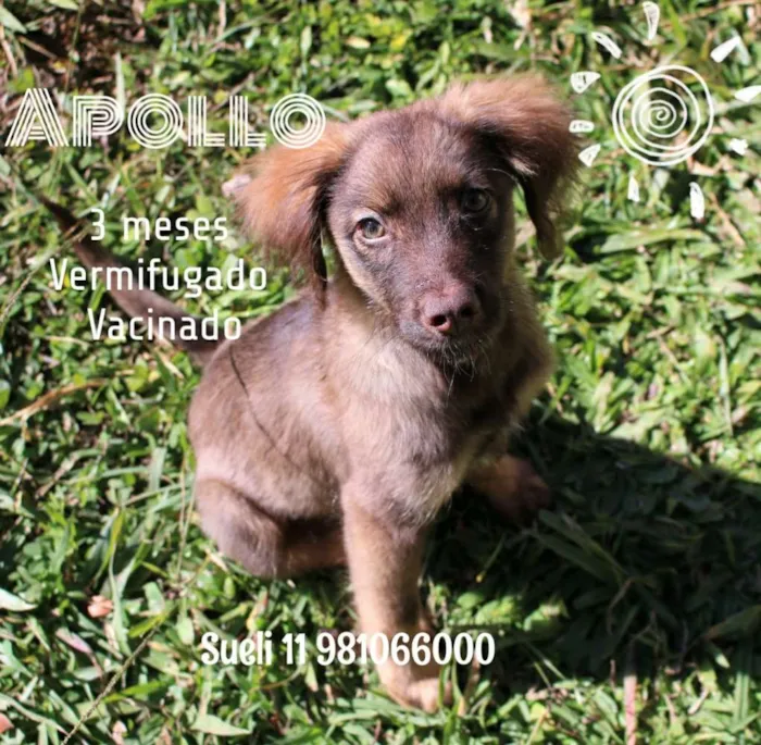 Cachorro ra a Srd idade 2 a 6 meses nome Apollo