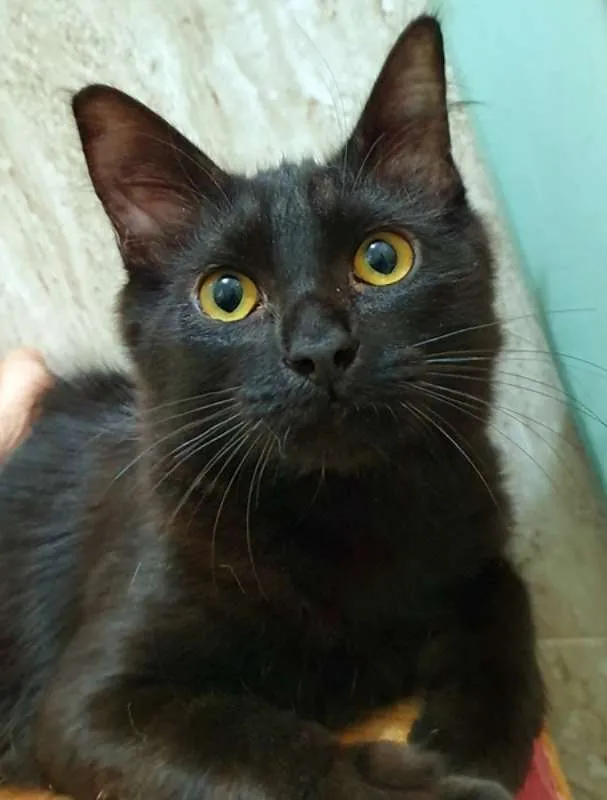Gato ra a SRD idade 2 a 6 meses nome FABÍOLA BLACK