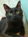 FABÍOLA BLACK