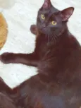 FABÍOLA BLACK